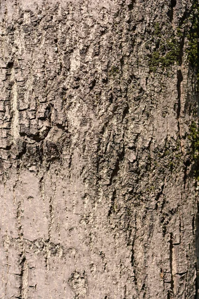 窄叶灰树皮细节 拉丁文名称 黄花属 — 图库照片