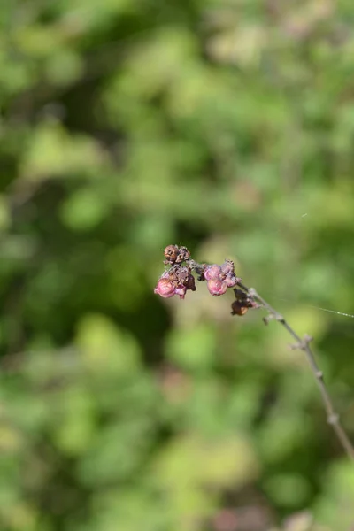 Коралова Ягода Латинове Symphoricarpos Orbiculatus — стокове фото