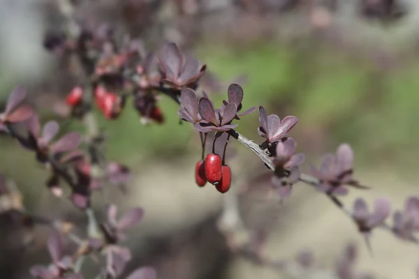 Japanischer Berberitzenzweig Lateinischer Name Berberis Thunbergii Atropurpurea — Stockfoto