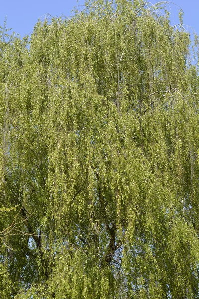 Bouleau Commun Nom Latin Betula Pendula — Photo