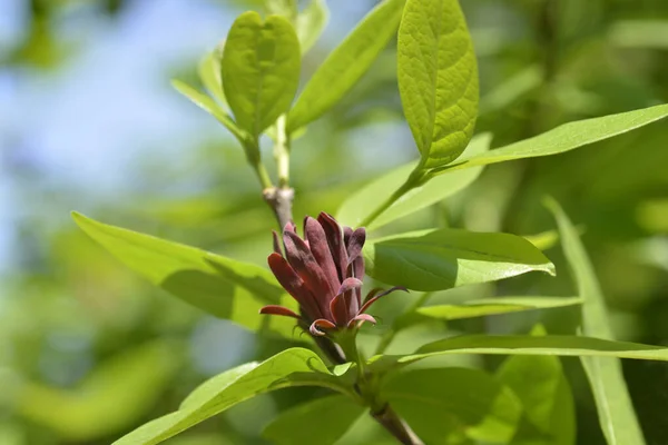 Carolina Ziele Angielskie Kwiat Łacińska Nazwa Calycanthus Floridus — Zdjęcie stockowe