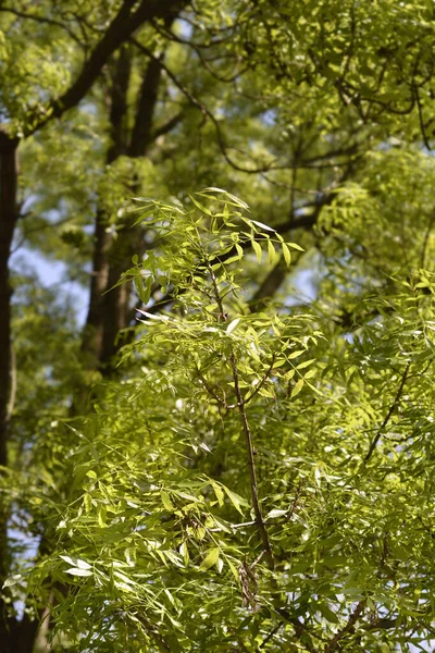 ナローリーフ灰の木 ラテン語名 Fraxinus Angustifolia — ストック写真