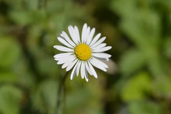Common Daisy Latin Name Bellis Perennis — Stock Photo, Image