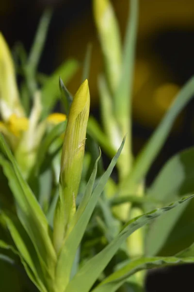 Bukhara Iris 拉丁文名 Iris Bucharica — 图库照片