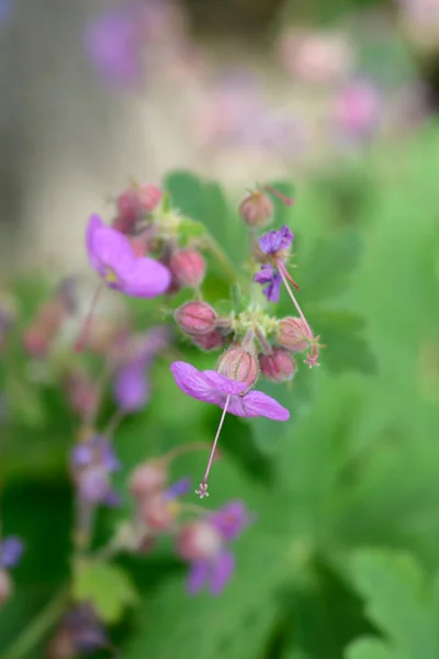 Żuraw Skalny Nazwa Łacińska Geranium Macrorrhizum — Zdjęcie stockowe