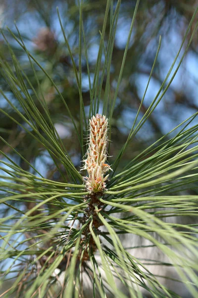 Black Pine Латинское Название Pinus Nigra — стоковое фото