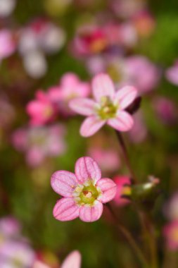 Saxifrage Arendsii melezleri - Latince adı - Saxifraga x arendsii