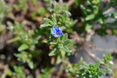 Çırpılmış Gromwell mavi çiçeği - Latince adı - Glandora diusa (Lithodora diusa)