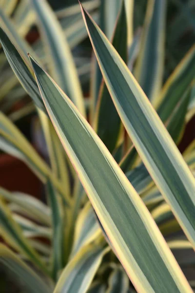 Варіації Листя Іспанського Кинджала Латинська Назва Yucca Gloriosa Variegata — стокове фото