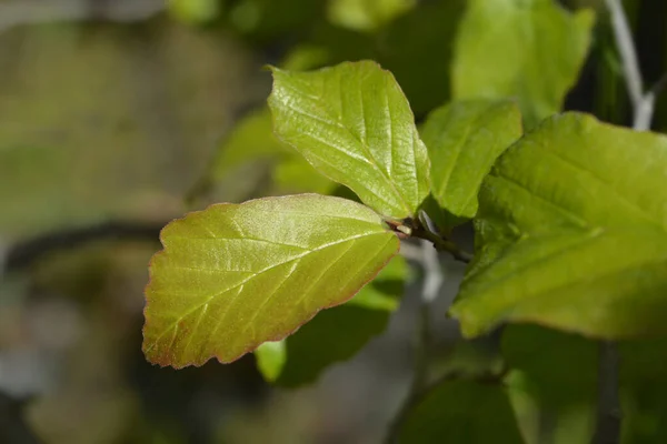 ペルシャの木の葉 ラテン語名 パルロティアPerica — ストック写真
