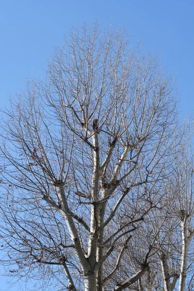 White Poplar Tree Latin Name Populus Alba — Stock Photo, Image