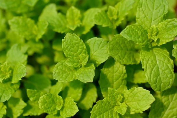 Dedaunan Mint Maroko Nama Latin Mentha Spicata Var Crispa Maroko — Stok Foto