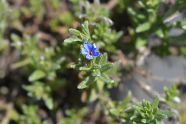 Çırpılmış Gromwell Mavi Çiçeği Latince Adı Glandora Diusa Lithodora Diusa — Stok fotoğraf