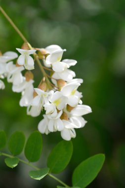 Siyah çekirge - Latince adı - Robinia psödoacia