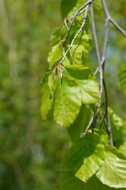 Ağlayan Kayın - Latince adı - Fagus sylvatica Pendula