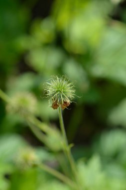 Cüce portakal bahçeleri - Latince adı - Geum coccineum