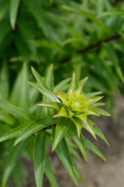 Henrys Lily Latince adı Lilium Henryi 'den ayrılıyor.