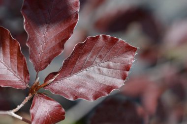 Avrupa Beech Dawyck Mor yaprakları - Latince adı - Fagus sylvatica Dawyck Mor