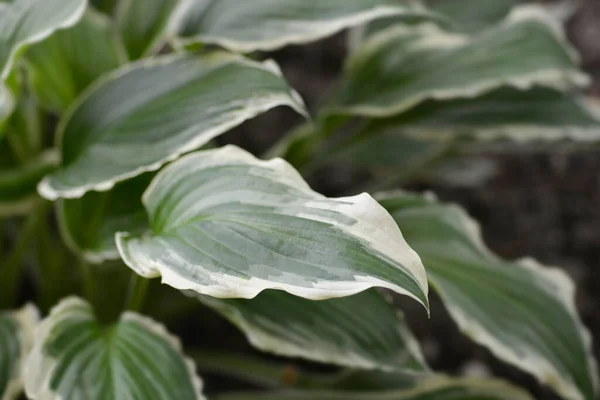 Lirio Plátano Ondulado Margarita Blanca Nombre Latino Hosta Undulata Var —  Fotos de Stock