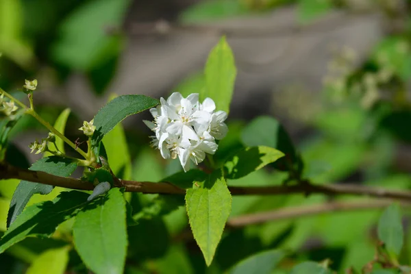 Lemoine Deutzia Nazwa Łacińska Deutzia Lemoinei — Zdjęcie stockowe