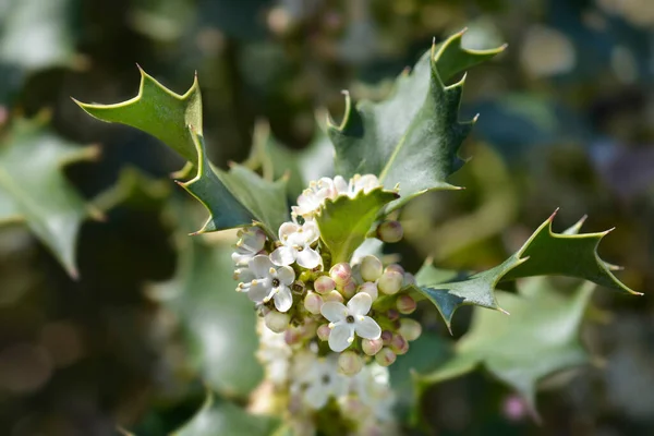 Common Holly Nombre Latín Ilex Aquifolium —  Fotos de Stock