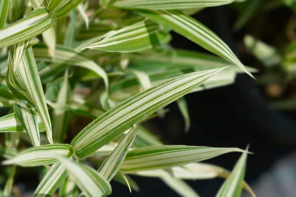 Dwarf White Striped Bamboo Latin Name Pleioblastus Variegatus — Stock Photo, Image