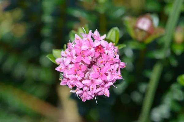 Квіти Рожевого Рису Латинська Назва Pimelea Ferruginea — стокове фото