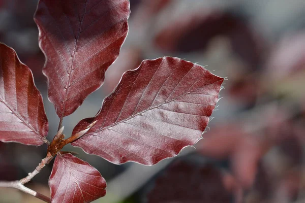 Avrupa Beech Dawyck Mor yaprakları - Latince adı - Fagus sylvatica Dawyck Mor
