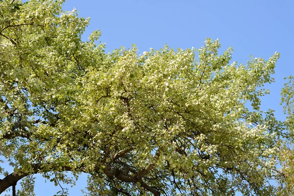 Peuplier Blanc Nom Latin Populus Alba — Photo