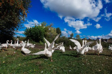 Beyaz kaz sürüsü ağartılmış çim için çalışır.