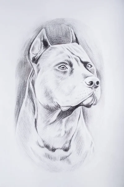 흰색 바탕에 강아지의 연필 스케치. — 스톡 사진