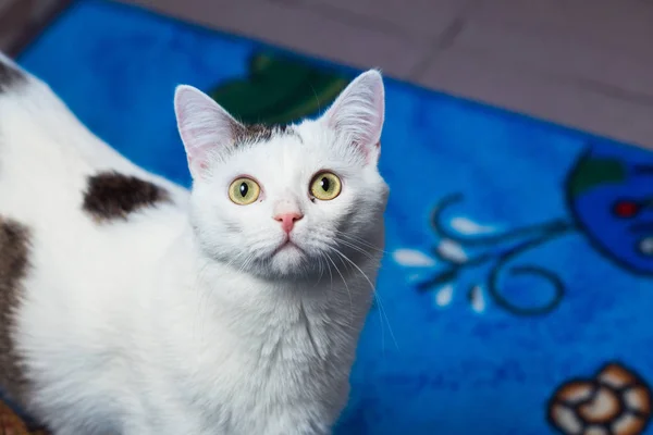 Active beautiful cat looking straight into the camera. — Stock Photo, Image