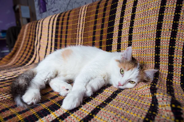 Красивая белая кошка спит на коричневом диване . Стоковая Картинка