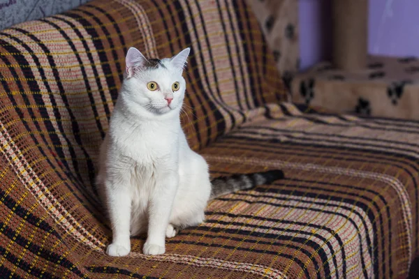 Красивая белая кошка сидит на коричневом диване . Стоковая Картинка