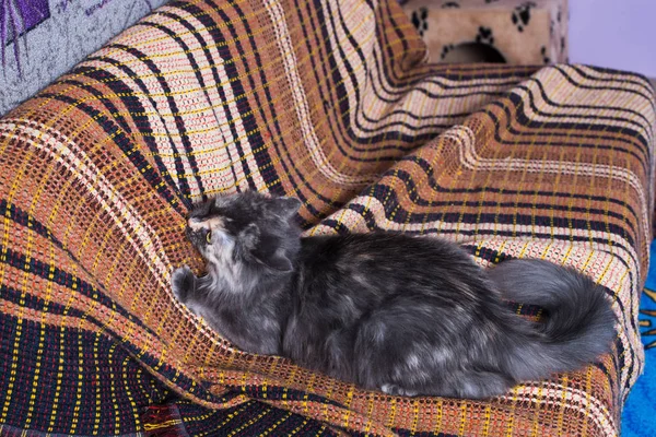 Красивая серая кошка играет на коричневом диване . Лицензионные Стоковые Изображения