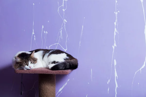 紫色の背景に座っている美しい純粋な猫. ロイヤリティフリーのストック写真