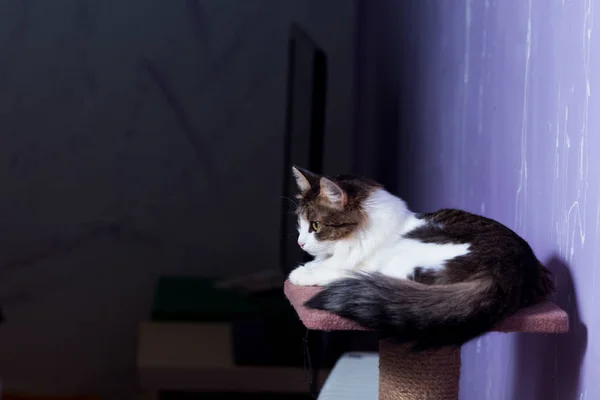 紫色の背景に座っている美しい純粋な猫. ストックフォト