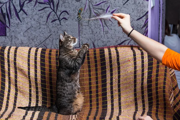 美しい灰色の猫は茶色のソファの羽で遊ぶ. ロイヤリティフリーのストック画像