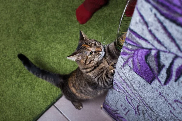 美しく、活発な猫は紫色の壁に登る. ストック写真