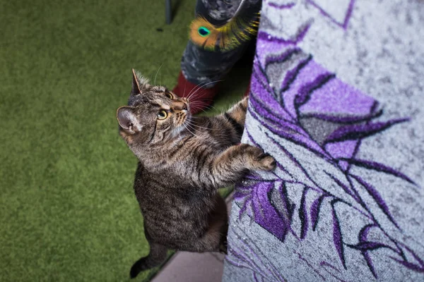 美しく、活発な猫は紫色の壁に登る. ストック画像