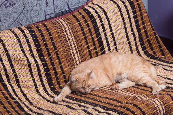 美しいベージュの猫は茶色のソファで眠ります. ロイヤリティフリーのストック画像
