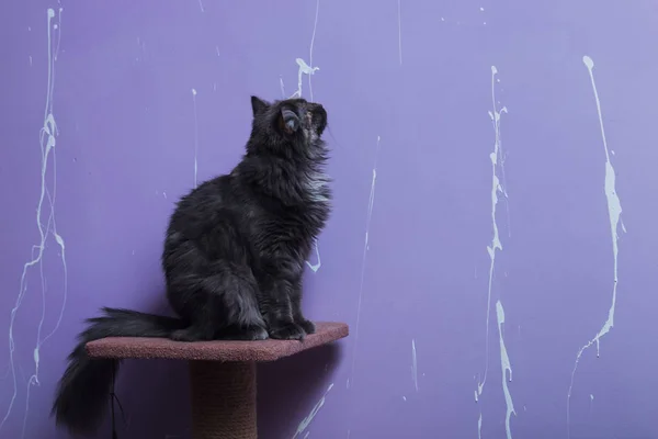 Красивая чистокровная кошка сидит на фиолетовом фоне . Стоковое Изображение