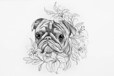 Pug köpek kroki beyaz arka plan renkleri.