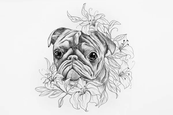 Pug dog sketch in colors of white background.