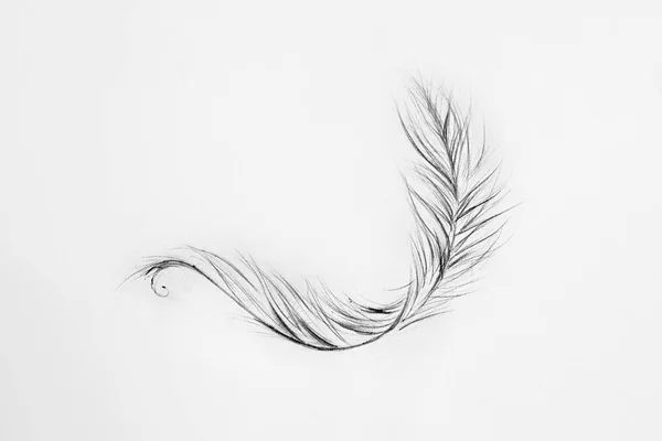 Sketch of light feather white background. — Stock Photo, Image