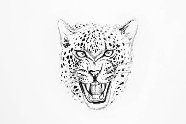 Beyaz zemin üzerinde bir jaguar taslağını.
