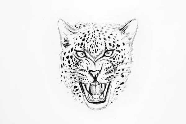 Sketch of a jaguar on white background. — Stock Photo, Image