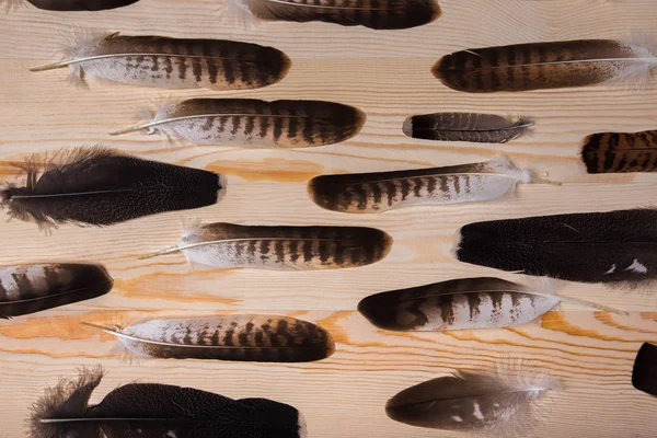 Muchas plumas de cetrería sobre un fondo de madera brillante . — Foto de Stock