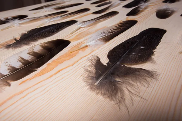 Muitas penas de falcoaria em um fundo de madeira brilhante . — Fotografia de Stock
