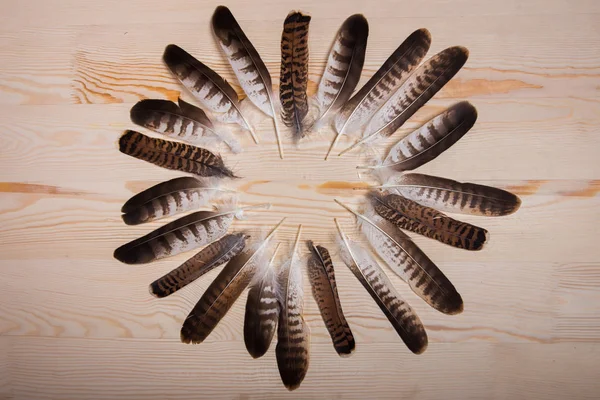 Circle of falconry feathers on light wooden background. — Stock Photo, Image